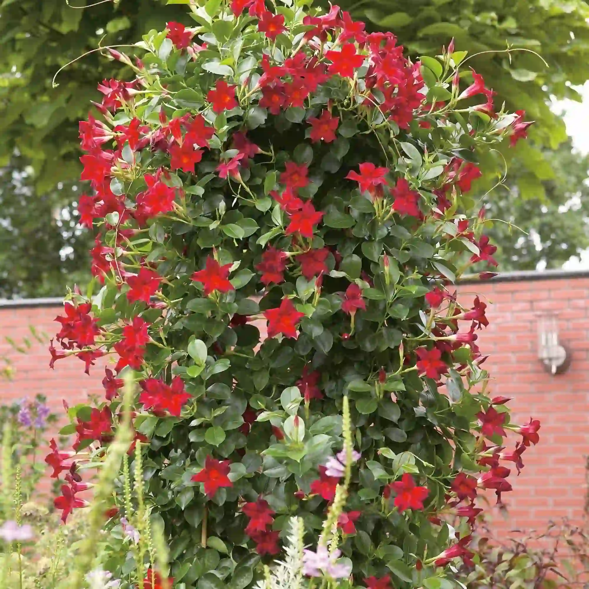 Mondvel Creeper